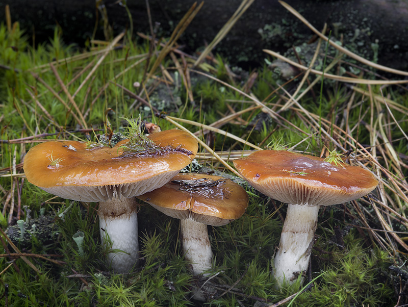 Cortinarius mucosus